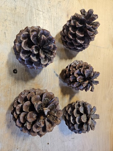 Torrey pine cones for crafts - 5,