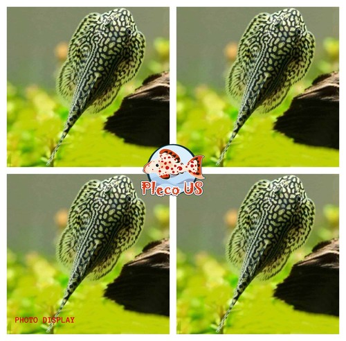 Pack hillstream loach - of,