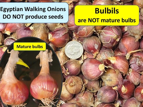 Egyptian walking onions - walking,