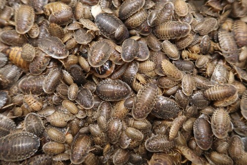 Dubia roaches - dubia,