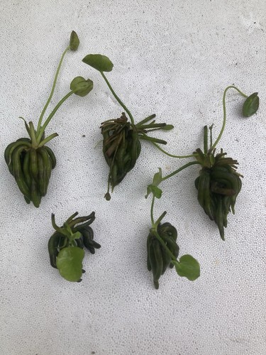 Med banana plants lot - banana,