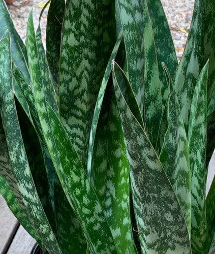 Snake plant cuttings - snake,
