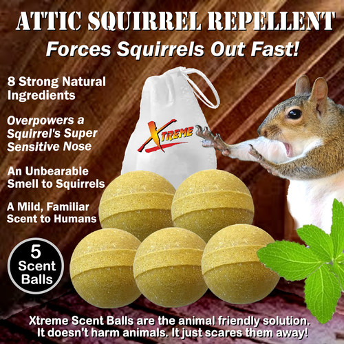 Xtreme attic squirrel - xtreme,