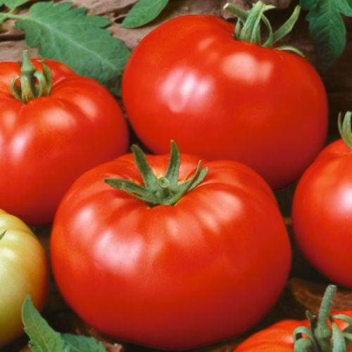 Beefsteak tomato seeds - tomato,
