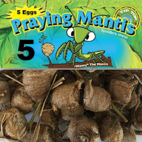 Chinese mantis egg case free - chinese,